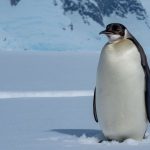 Advierten que los pingüinos emperador corren el riesgo de extinguirse en los próximos 30-40 años a causa del cambio climático